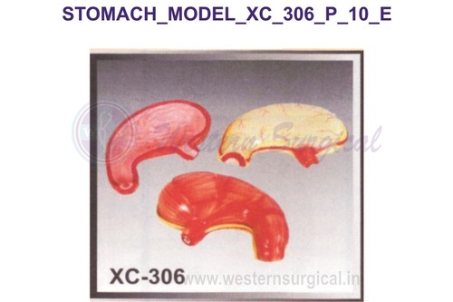 Stomach model