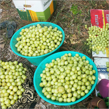 Indian Gooseberry