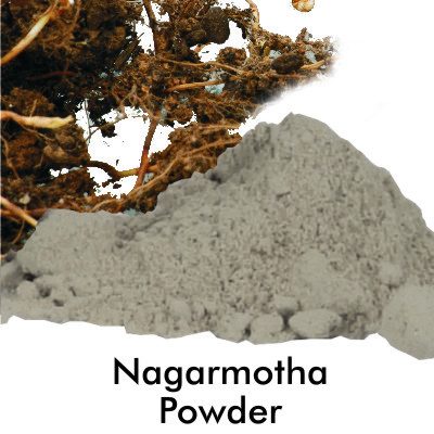 Nagarmotha Powder - Herbal Extract, Cold Potency, Bitter Taste | Safe to Use, Highly Effective, Great Stability, Longer Shelf Life