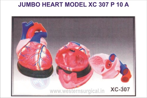 Jumbo Heart Model