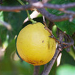 Bergamot Oil Age Group: Adults