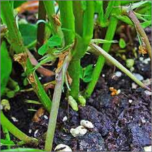 Arachis Oil Age Group: All Age Group