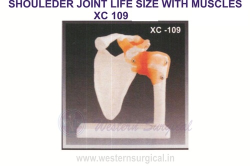 Life Size Shoulder Joint
