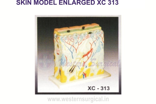 Skin Model Enlarged