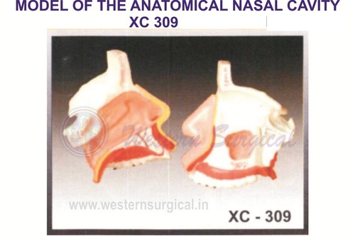 Model Of The Anatomy Of Nasal Cavity