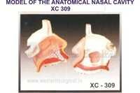 Model Of The Anatomy Of Nasal Cavity