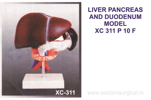 Liver, Pencreas And Duodenum Model