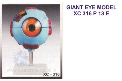 Giant Eye Model