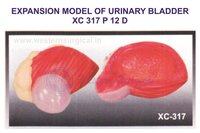 Expansion Model of Urinary Bladder