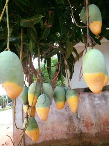Mango fruit Plant