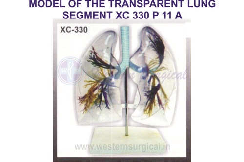 Model Of The Transparent Lung Segment