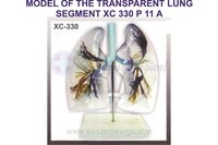 Model Of The Transparent Lung Segment
