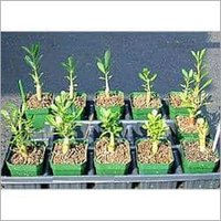 Plant Growth Regulator