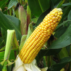 Maize Starch