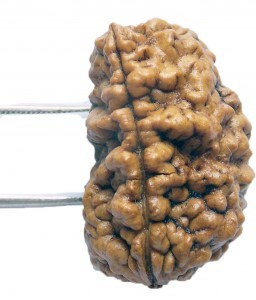 1 Mukhi Oval Shpe Java Rudraksha