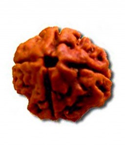 100% natural 4 Mukhi Nepali,IGL certified Rudraksh