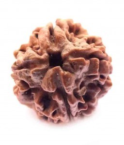 100% natural 18mm, 4 Mukhi Nepali,IGL certified