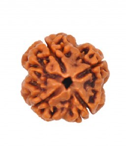 100% natural 21mm, 4 Mukhi Nepali,IGL certified