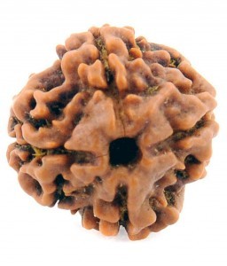 100% natural 22mm, 4 Mukhi Nepali,IGL certified