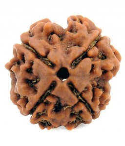100% natural 23mm, 4 Mukhi Nepali,IGL certified
