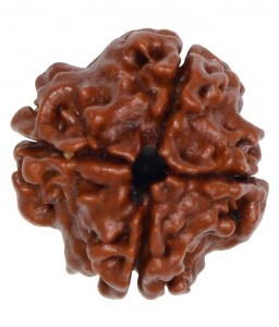 100% natural 24mm, 4 Mukhi Nepali,IGL certified
