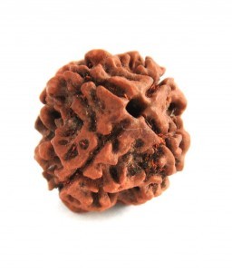 100% natural 25mm, 4 Mukhi Nepali,IGL certified