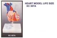 Life-Size Heart Model