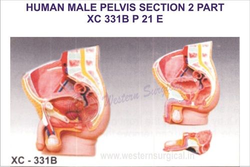 Human male pelvis section (2 parts)