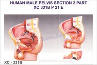 Human male pelvis section (2 parts)