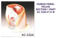 Human Female Pelvis Section (1 Parts)