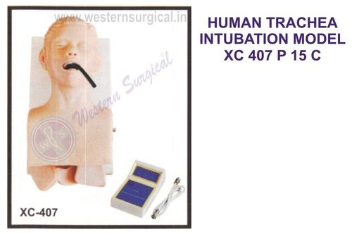 Human Trachea Intubation Model