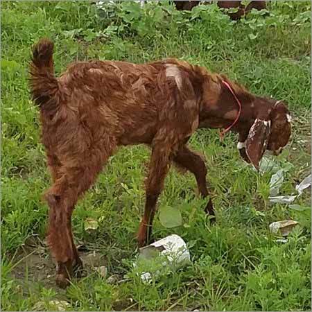 Sirohi Goat