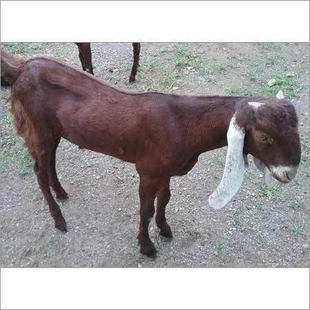 Sojat Goat