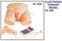 Electronic Urinary Model