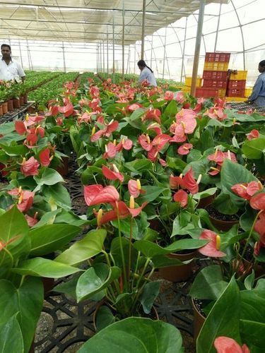 Anthurium Flower Plant