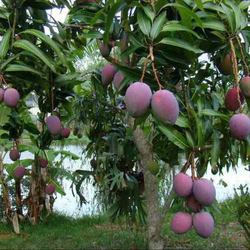 Apple Mango Fruit Plant