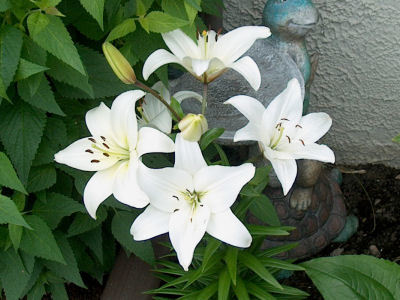 Asiatic Lily Flower Plant