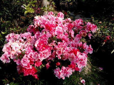 Azalea Lily Flower Plant