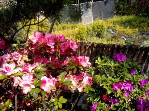 Azalea Flower Plant