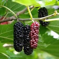 Black Berry Fruit Plant