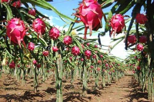 Dragon Fruit Plant
