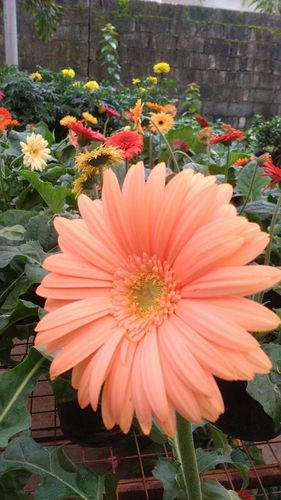 Gerbera Flower Plant