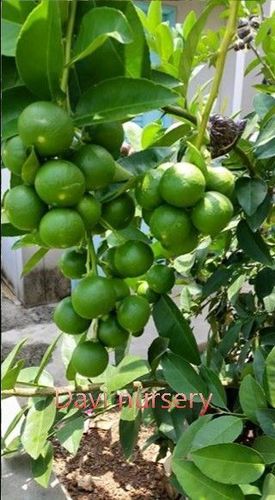 Lemon Fruit Plant