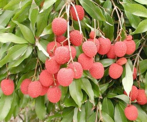 Red Litchi Fruit Plant