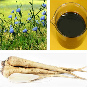 Chicory Extract