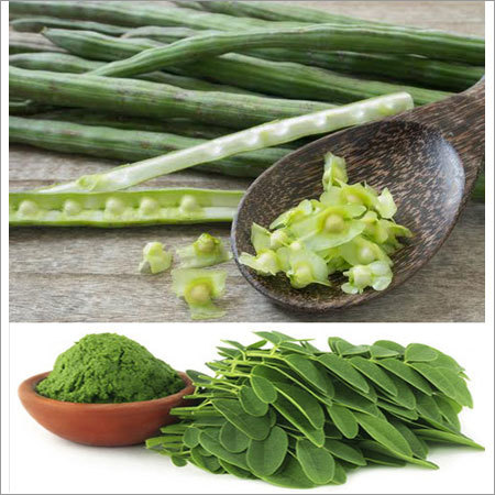 Drumstick Herb Age Group: Suitable For All
