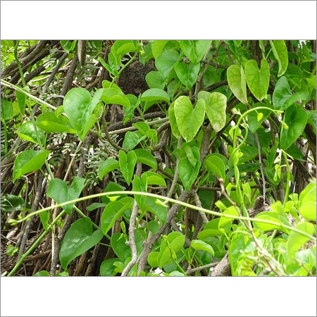 Gulancha Tinospora