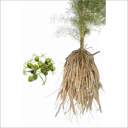 Wild Asparagus