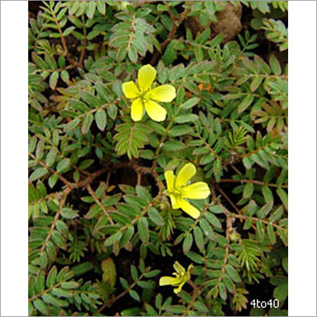 Land Caltrops