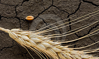Wheat Kernel
